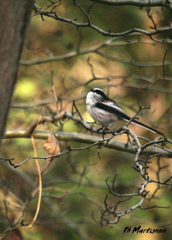 Mésange à longue queue - Aegithalos caudatus