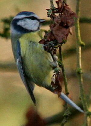 Eurasian Blue Tit 
&copy; Philippe Martignon