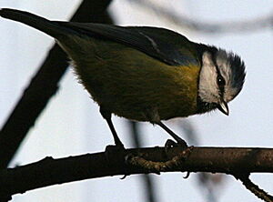 Eurasian Blue Tit 
&copy; Philippe Martignon
