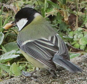 Great Tit