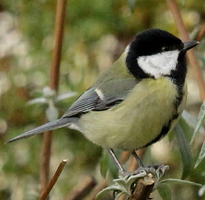 Great Tit