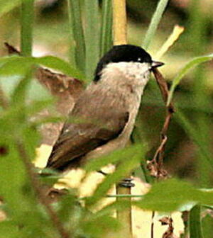 Mésange nonnette