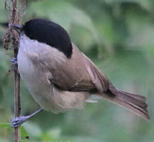 Marsh Tit