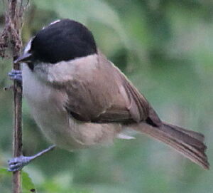 Marsh Tit