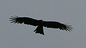 Black Kite