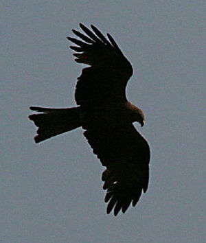 Black Kite