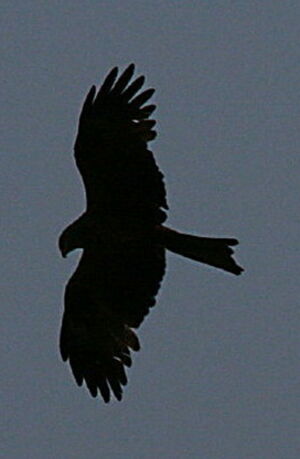 Black Kite