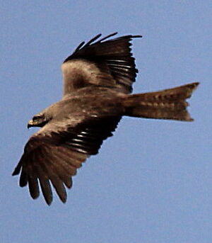 Black Kite