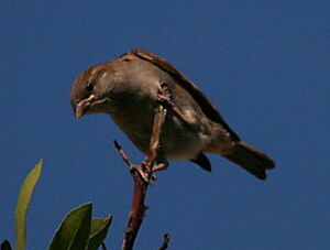 Moineau domestique