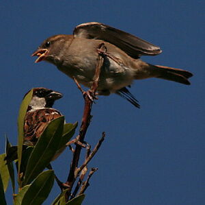 Moineau domestique