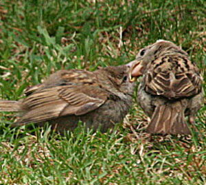 Moineau domestique