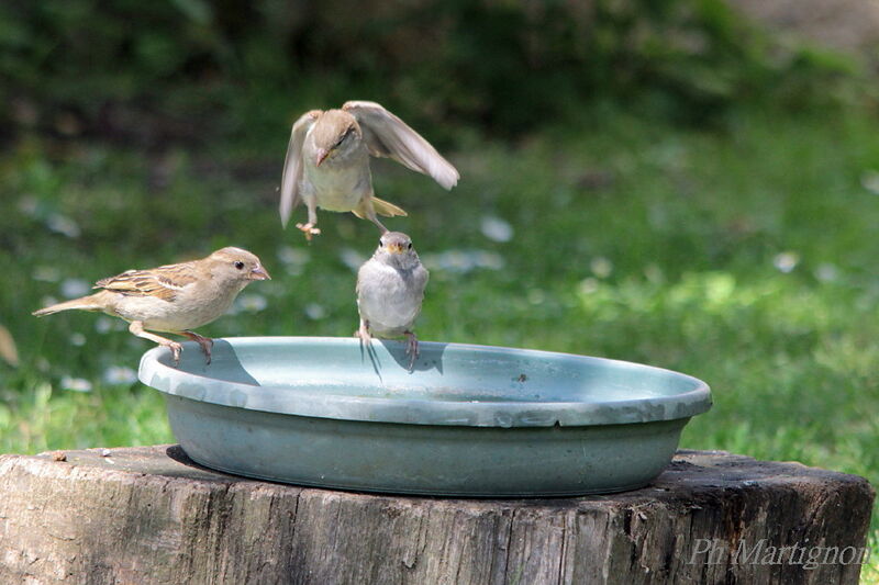 House Sparrow, Flight