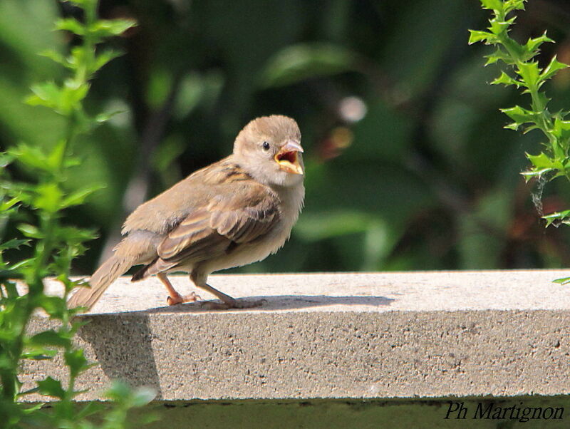 House Sparrowimmature, identification