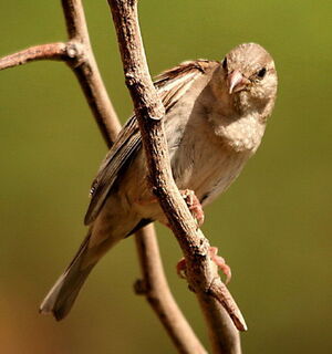 Moineau domestique