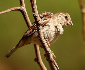 Moineau domestique