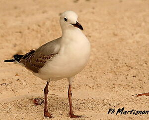 Mouette argent�e