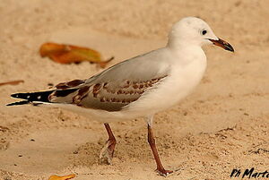Mouette argent�e