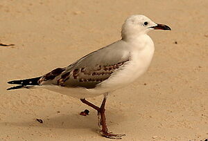 Mouette argent�e