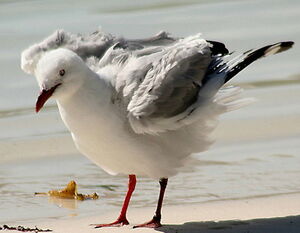 Mouette argent�e
