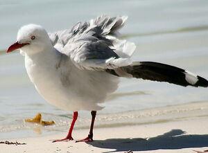 Mouette argent�e