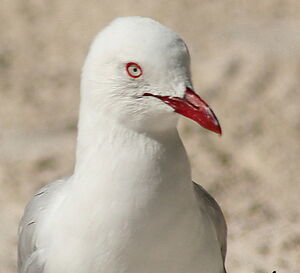 Mouette argent�e