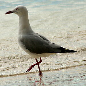 Mouette argent�e