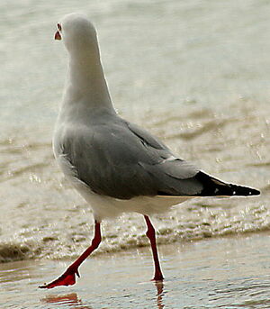 Mouette argentée