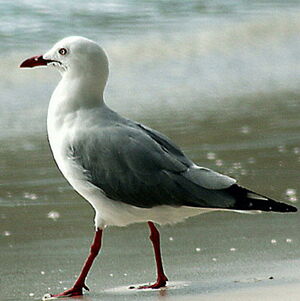 Mouette argent�e