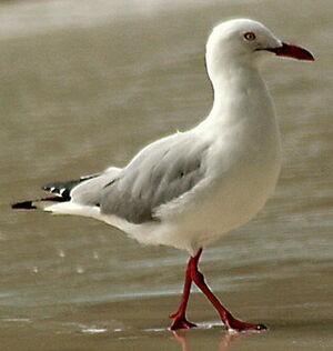 Mouette argent�e
