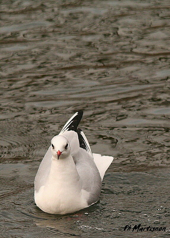Black-headed Gull, identification