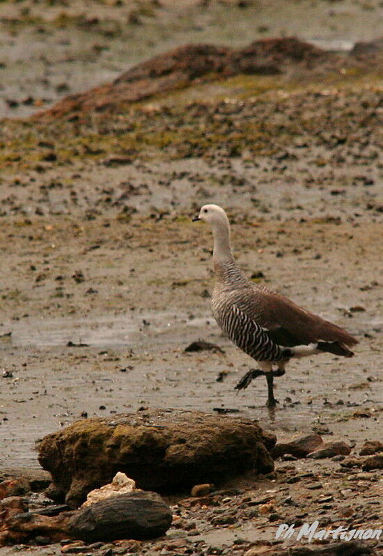 Upland Goose male juvenile