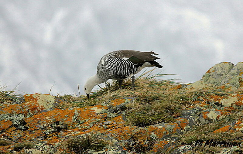 Upland Goose male