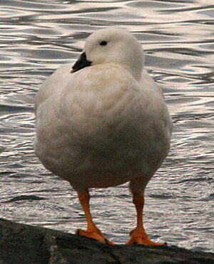 Ouette marine