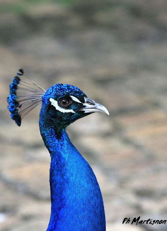 Paon bleu mâle