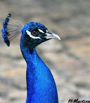 Paon bleu