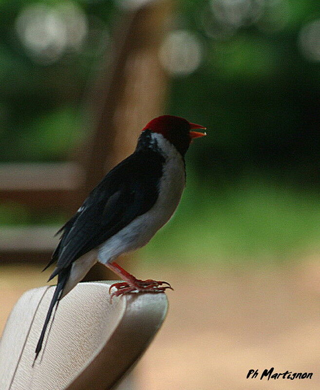 Yellow-billed Cardinal, identification