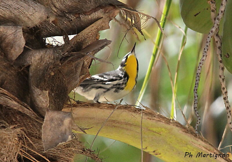 Yellow-throated Warbler, identification