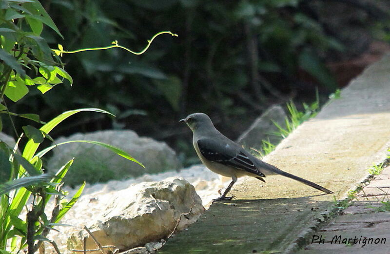 Virginia's Warbler, identification