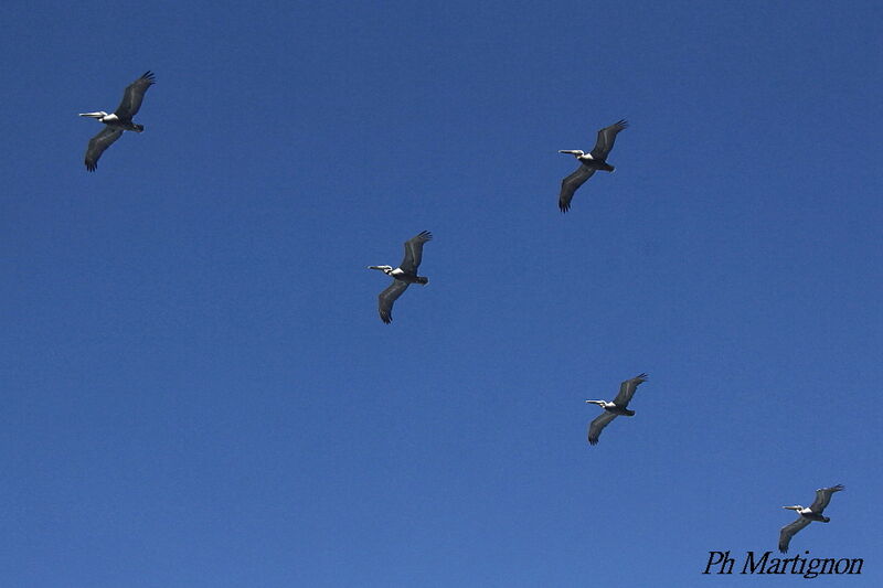 Brown Pelican, Flight