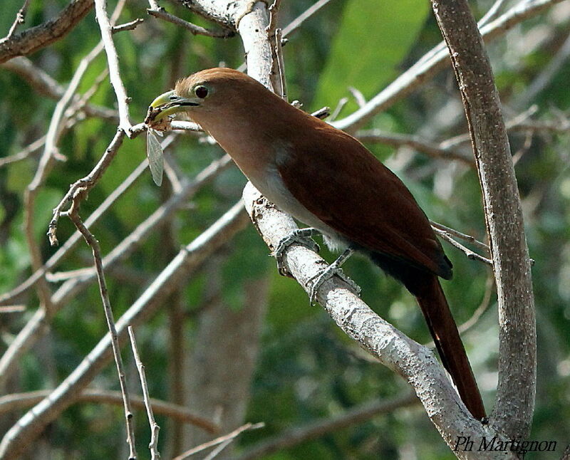 Squirrel Cuckoo, identification, eats
