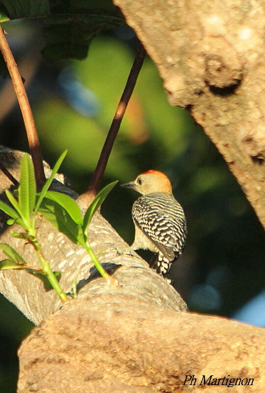 Red-crowned Woodpecker, identification