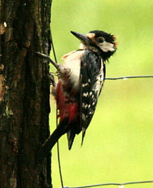 Great Spotted Woodpecker 
&copy; Philippe Martignon