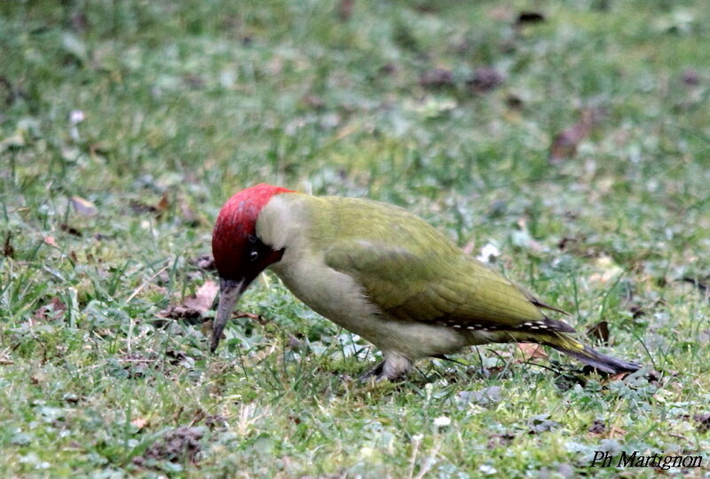 European Green Woodpecker male, identification