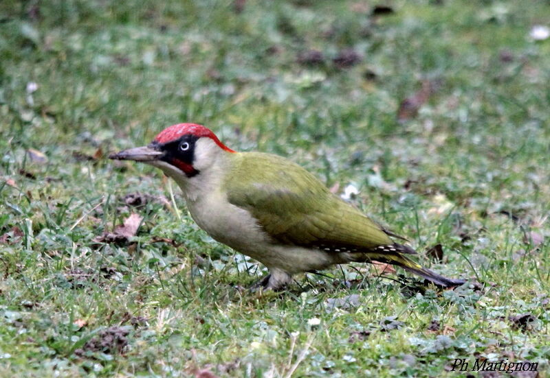 European Green Woodpecker male, identification