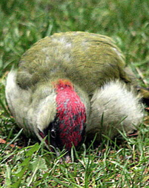 European Green Woodpecker