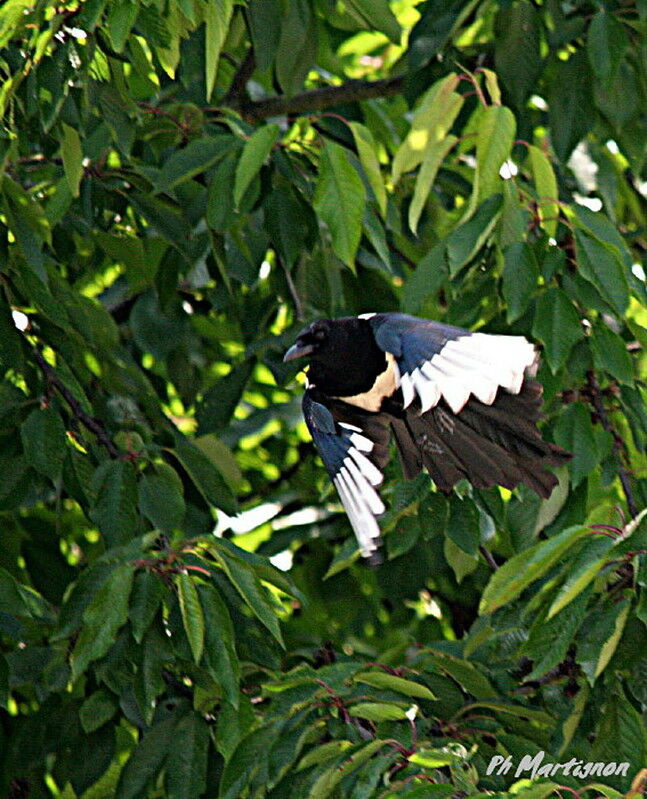 Eurasian Magpie, Flight