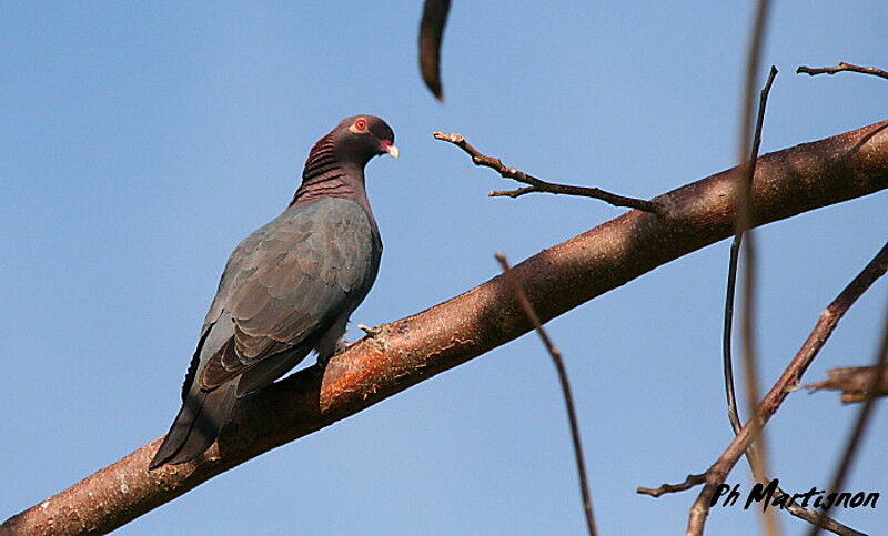 Pigeon à cou rougeadulte, identification