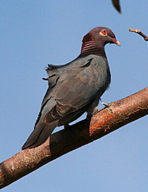 Pigeon � cou rouge