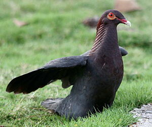 Pigeon � cou rouge