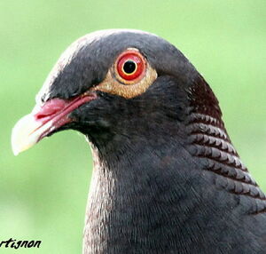 Pigeon � cou rouge